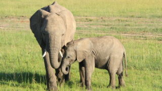 團　伊玖磨さんの話